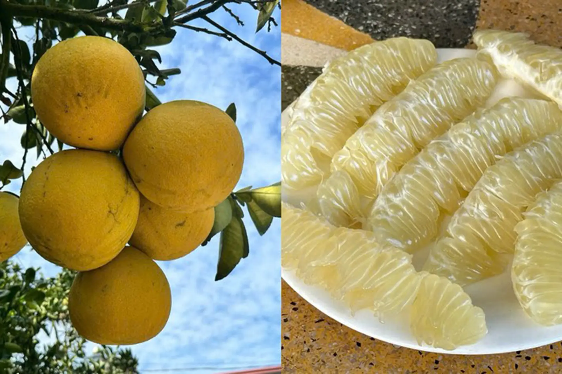 bưởi 4